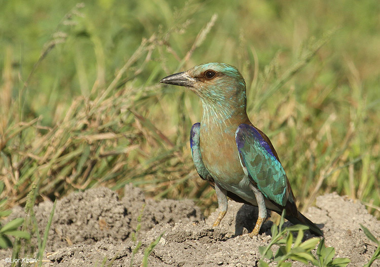 European Roller , Coracias garrulus .Beit Shean Valley ,Israel  16-09-10.  Lior Kislev